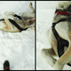 Illustration for article titled Where the Dogs Are: A Dogsledding Photo Diary